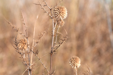 Wild thorns in open wild