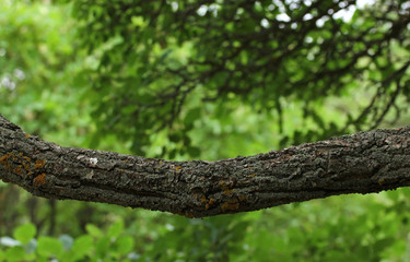Green natural background. Tree branch in a green forest.