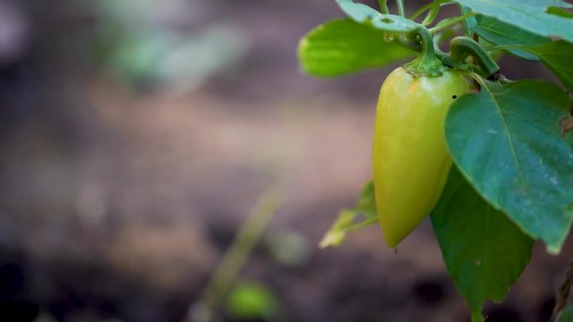 green pepper grows in the garden