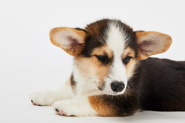 fluffy corgi puppy lying and looking away on white background