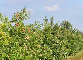 Fototapeta na wymiar Apfelplantage