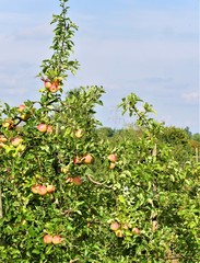 Fototapeta na wymiar Apfelplantage