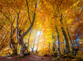 Autumn colors  in wild forest - vibrant leaves on trees