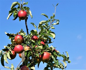 rote Äpfel