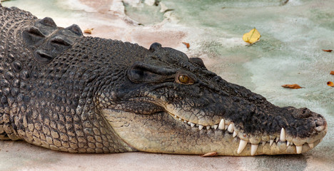 Krokodil Alligator Kopf
