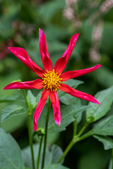 Dahlie (Dahlia)