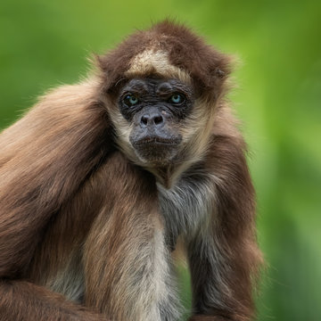 Goldstirnklammeraffe sitzt auf einer Wiese