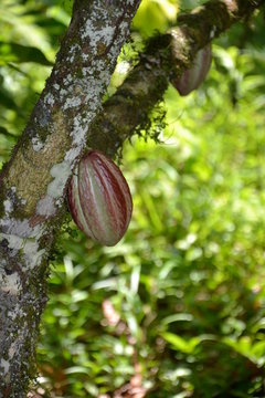 Cabosse de Cacaoyer sur l'arbre au Costa Rica