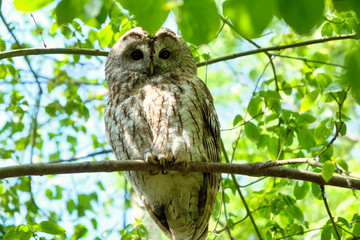 Great Grey Owl Strix nebulosa on tree at forest