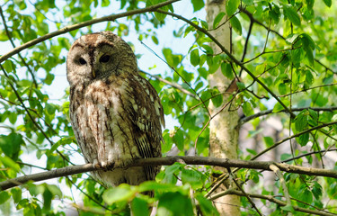 Great Grey Owl Strix nebulosa on tree at forest