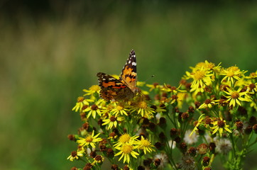 Butterfy 2
