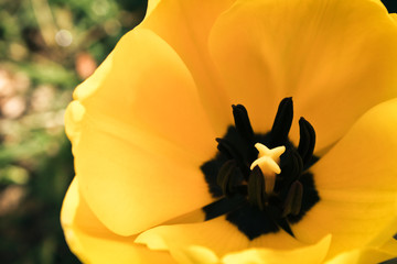 Macro Tulip Zoom Abstract