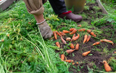 the man in the garden picks carrots