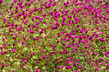 Flowers of red clover in summer field. Red blooming flowers in meadow