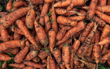 texture of carrots collected in the garden