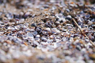 freshwater clam, corbiculacea