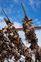 Drying stockfish cod heads in A fishing village in Norway