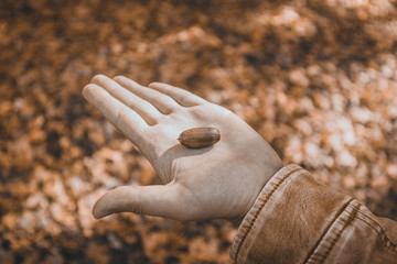 A man holds an acorn in his hand in an oak forest in autumn. Close up. © ruslan_khismatov