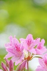 Rhododendron macrosepalum flowers after rain