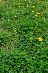 Fototapeta na wymiar dandelion flowers and White clover, spring grass field background