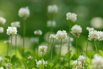 Obraz na płótnie Canvas field of flowering white clover