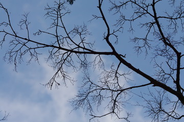 Obraz premium withered branch