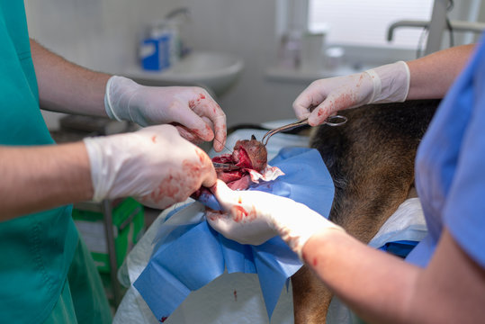 Veterinarian doctor and female assistant performing a surgery on an animal at clinic