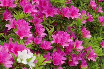 pink and white azalea flowers blooming in garden