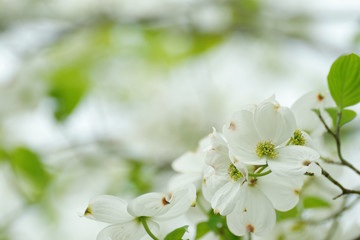 closeup white flowering dogwood, Cornus florida