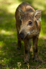 Young Boars Close Up