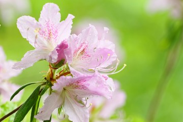Rhododendron macrosepalum flowers after rain