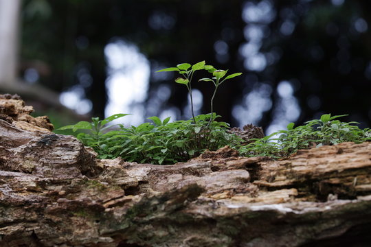 Nurse Log Images Browse 131 Stock Photos Vectors And Video Adobe Stock