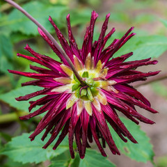 Obraz premium Behind The Dahlia