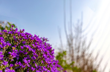 Obraz premium Blooming lilacbush
