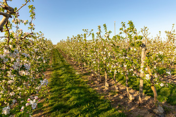 Fototapeta na wymiar Blooming apple orchard