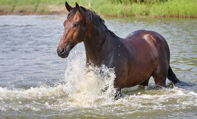 Beautiful thoroughbred horse swims in water lake.