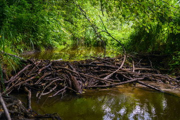 stream in the forest