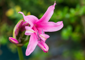 Pink Nerine
