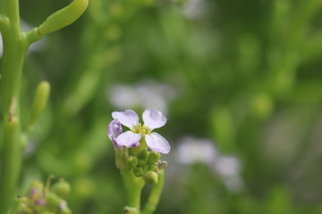 Blumenwiese