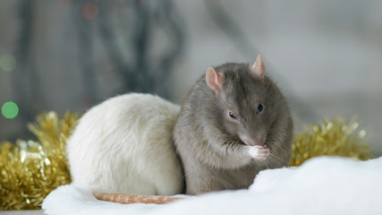 Fototapeta na wymiar Portrait of gray domestic rat washes. White rat sitting with it's back to the camera. Sparkling garland at the background. New Year symbol