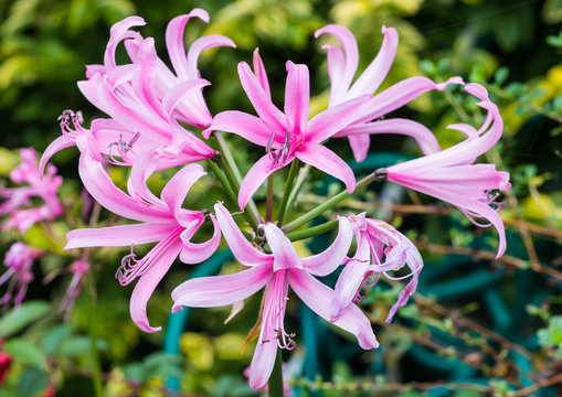 Nerine Bowdenni