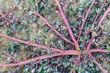 Detalle de los tallos y hojas de la planta verdolaga. Portulaca oleracea.