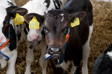 Calf. Calves in stable farming. Netherlands