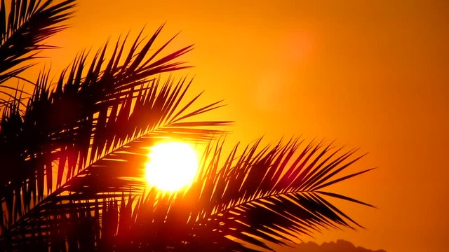 Tropical sunset close up. Sunsrise with palm leaf beackground