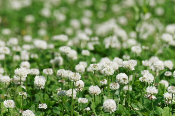 Fototapeta premium field of flowering white clover