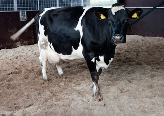 Cow at stable.