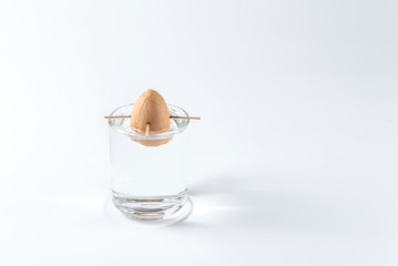 Avocado seed in a glass of water for germination on a white background 