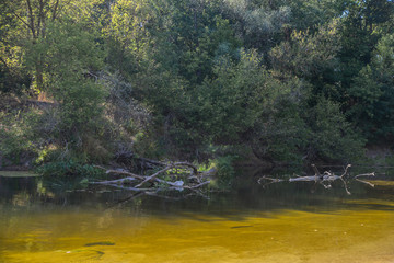 river in the forest