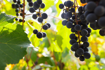 Healthy fruits Red wine grapes in the vineyard, dark grapes/ blue grapes/wine grapes