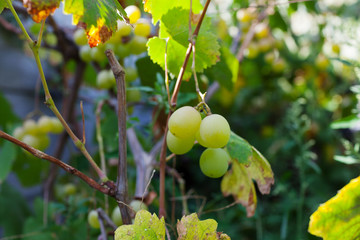 Bunch of young fresh green ripe grape fruit on green leaves under soft sunlight in vineyard at the harvest season, viticulture planting in organic winery farm to produce the red win